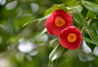 Картинка цветы камелии красный парочка