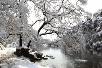 Картинка природа зима снег деревья