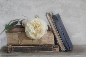 Картинка разное канцелярия книги роза