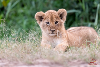Картинка животные львы львенок