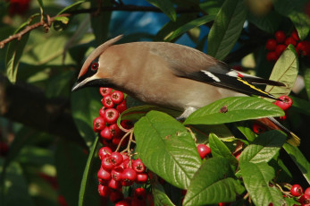 Картинка животные свиристели хохолок ягоды