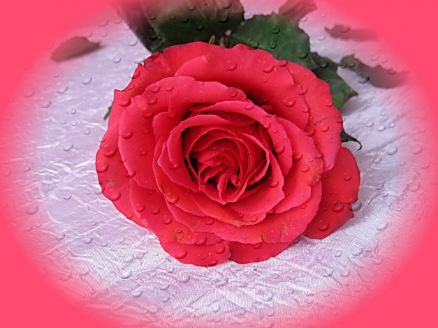 Обои картинки фото цветы, розы, роза