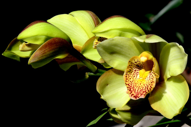 Обои картинки фото цветы, орхидеи, экзотика, зеленый