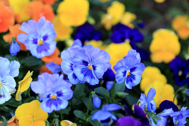 Обои картинки фото цветы, анютины, глазки, садовые, фиалки, виола