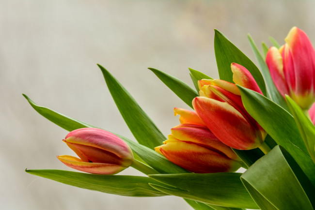 Обои картинки фото цветы, тюльпаны, бутоны