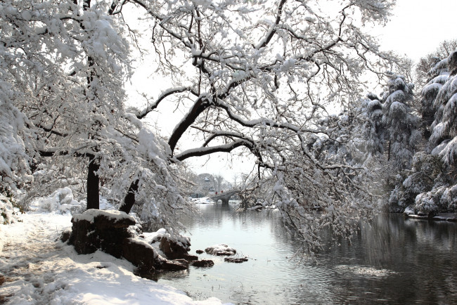 Обои картинки фото природа, зима, снег, деревья