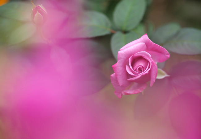 Обои картинки фото цветы, розы, розовый, бутон