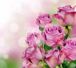 Картинка цветы розы розовый