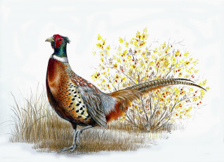 Картинка рисованные животные +птицы птица красивая