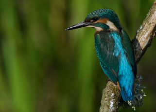 Картинка животные зимородки рыболов сучок