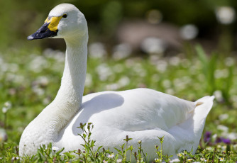 Картинка животные лебеди трава цветы утка