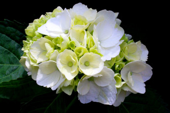 Картинка цветы гортензия листья белая