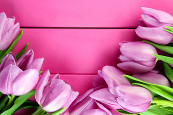 Картинка цветы тюльпаны бутоны