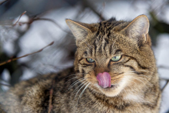 Картинка животные дикие+кошки язык