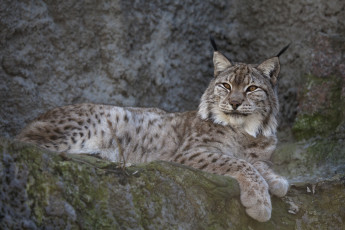 Картинка животные рыси кошка