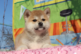 Картинка животные собаки собака ковер кровать взгляд акита-ину щенок