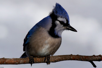 Картинка животные сойки окрас птица ветка