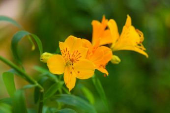 Картинка цветы альстромерия желтая