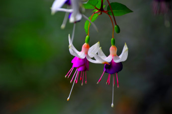 Картинка цветы фуксия листья розово белые