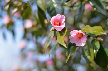 Картинка цветы камелии дерево