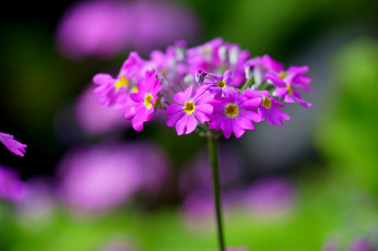 Картинка цветы примулы фиолетовые цветочки