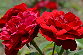 Картинка цветы розы красный