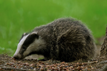 Картинка животные барсуки барсук