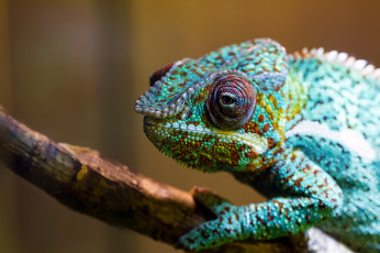 Картинка животные хамелеоны цветной хамелеон