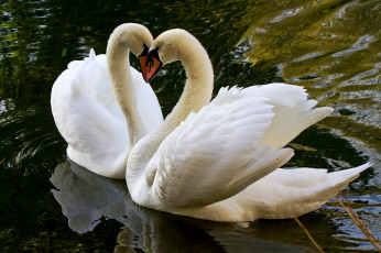 Картинка животные лебеди озеро сердце