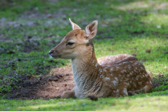Картинка животные олени поляна олениха