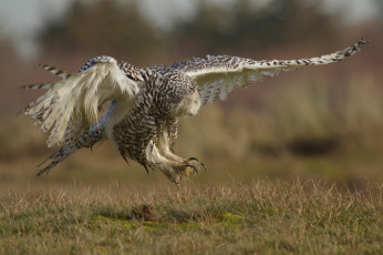 Картинка животные совы охота сова степь