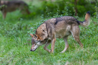 Картинка животные волки +койоты +шакалы волк поляна