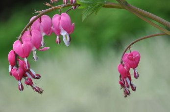 Картинка цветы дицентра+ разбитое+сердце сердечки