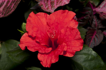 Картинка цветы гибискусы листья красный гибискус