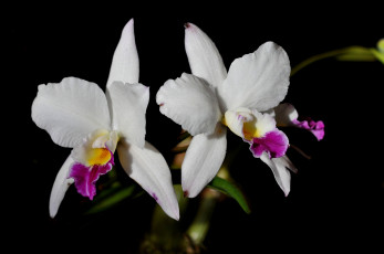 Картинка цветы орхидеи экзотика