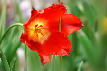 Картинка цветы тюльпаны макро