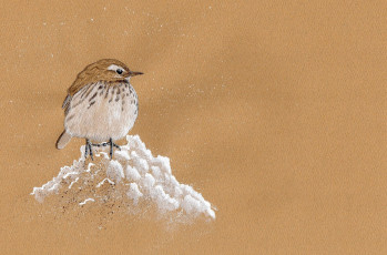 Картинка рисованные минимализм воробей горка маленький коричневый фон