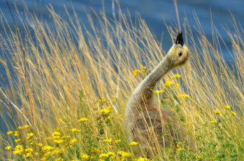 Картинка животные лебеди шея