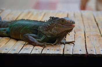 Картинка животные Ящерицы +игуаны +вараны доски ящерица