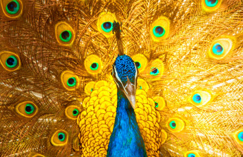 Картинка животные павлины окрас павлин