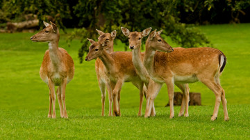 Картинка животные олени трава поле