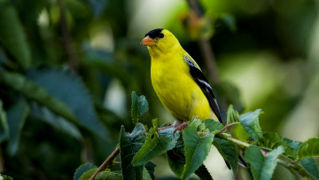 Картинка животные щеглы +чижи ветки птица листья