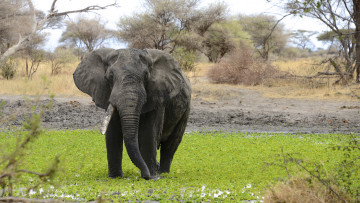 Картинка животные слоны бивни слон саванна