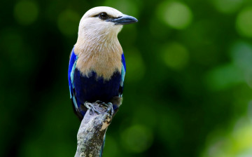 Картинка животные птицы ветка птица окрас