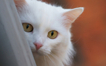 Картинка животные коты белая