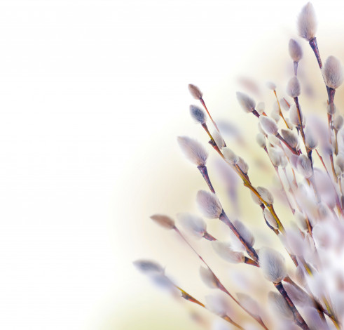 Обои картинки фото цветы, цветущие деревья ,  кустарники, верба, веточки