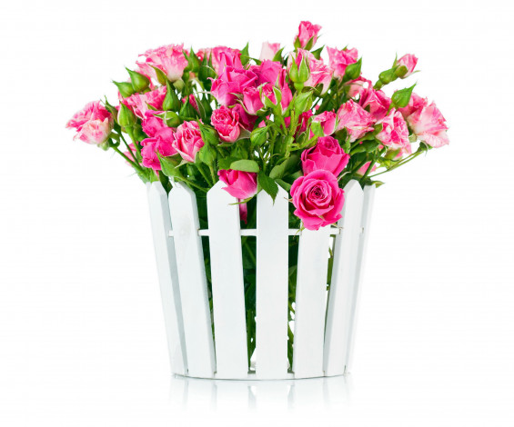 Обои картинки фото цветы, розы, много