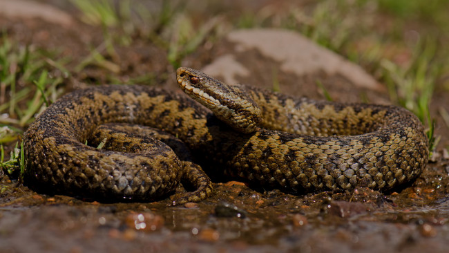 Обои картинки фото животные, змеи,  питоны,  кобры, змея, берег, вода