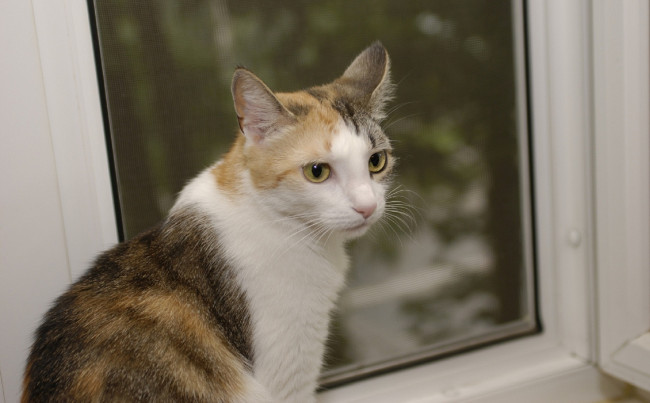 Обои картинки фото животные, коты, трёхцветная, стекло, окно, кошка