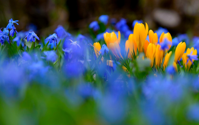 Обои картинки фото цветы, разные вместе, природа, весна, крокусы, пролески